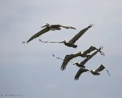 Pelecanus occidentalis