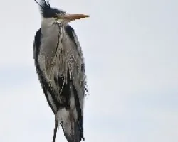 Ardea cirinea