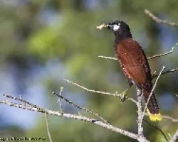 Gymnostinops montezuma