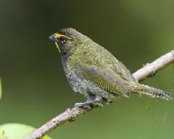 Tiaris olivaceus