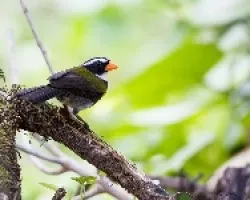 Arremon aurantiirostris