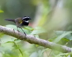 Arremon aurantiirostris