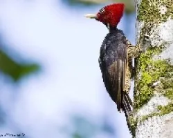 Campephilus guatemalensis