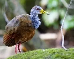 Aramides cajanea
