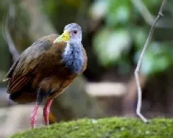 Aramides cajanea
