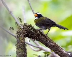 Arremon aurantiirostris