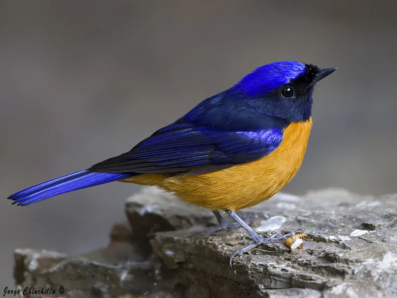 Doi Ang Khang, Far North, Thailand