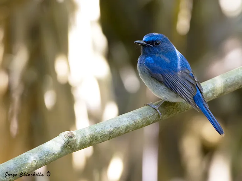 Khao Yai National Park, Thailand