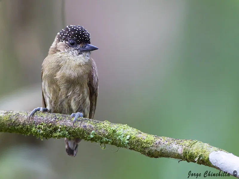 San Isidro, Penas Blancas, San Ramon, Alajuela, Costa Rica.