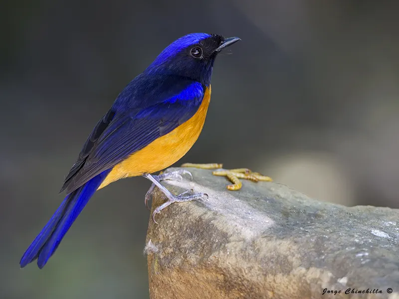 Doi Ang Khang, Far North, Thailand