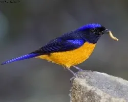 Niltava sundara