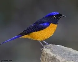 Niltava sundara