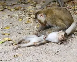 Pig-tailed Macaque (Macaca nemestrina)