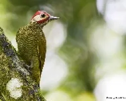 Colaptes rubiginosus