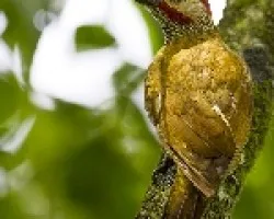 Colaptes rubiginosus