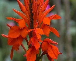 flores rojas