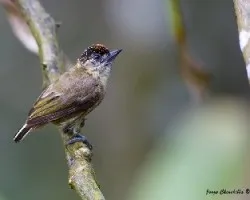Picumnus olivaceus
