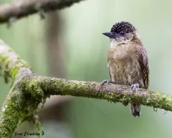Picumnus olivaceus