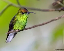 Elvira cupreiceps
