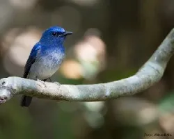 Cyornis hainanus