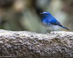 Cyornis hainanus
