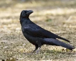 Corvus macrorhynchos