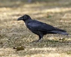 Corvus macrorhynchos