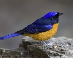 Niltava sundara