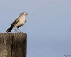 Mimus polyglottos