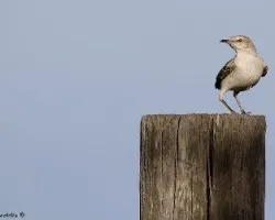 Mimus polyglottos