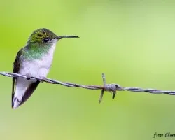Elvira cupreiceps