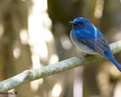 Cyornis hainanus