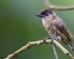 Picumnus olivaceus