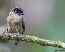 Picumnus olivaceus