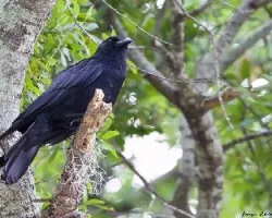 Corvus brachyrhynchos
