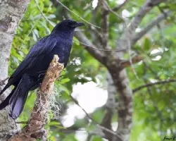 Corvus brachyrhynchos