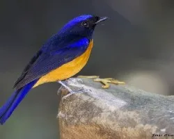 Niltava sundara