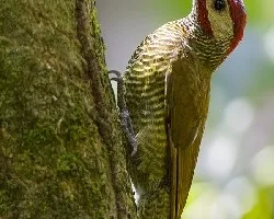 Colaptes rubiginosus