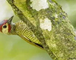 Colaptes rubiginosus