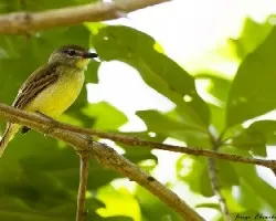 Pachyramphus polychopterus
