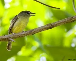 Pachyramphus polychopterus