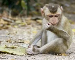 Macaca nemestrina
