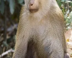 Macaca nemestrina