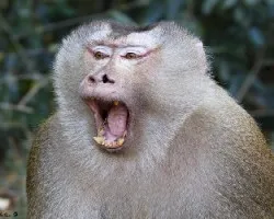 Macaca nemestrina