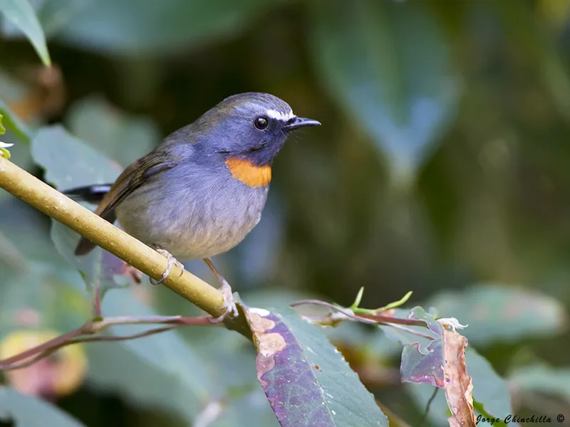 Doi Ang Khang, Far North, Thailand