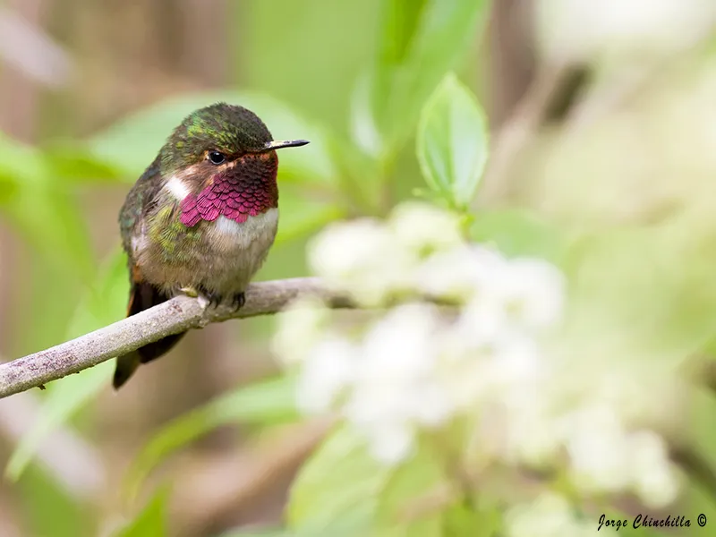 Poás, Alajuela, Costa Rica, America Central
