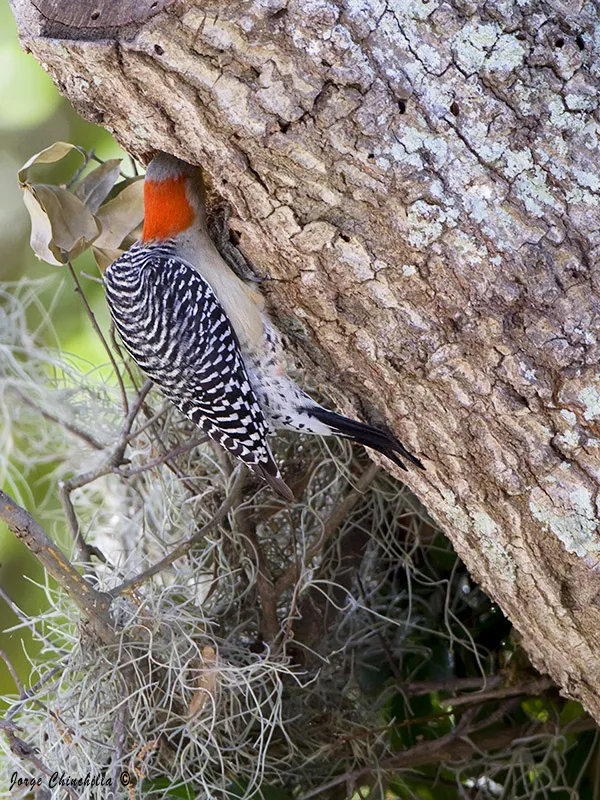 Kissimmee, Florida, USA.