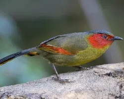 Liocichla phoenicea