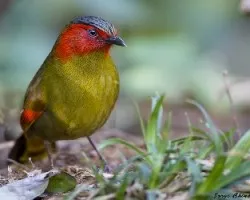 Liocichla phoenicea