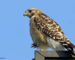 Buteo lineatus